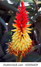 A Macro Shot Of An African Aloe Flower