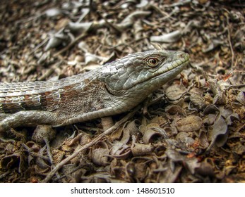 21 Alligator tick Images, Stock Photos & Vectors | Shutterstock