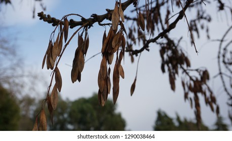 Macro shot of an almost dead tree.