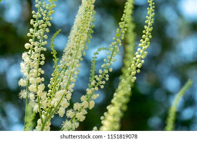 Macro shot of Ambrosia artemisiifolia - One of the most alergic plants.