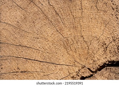 Macro Shot Of An Ancient Weathered Dark Brown Cracked Wood Beam Surface With Nice Rough Grain Texture.