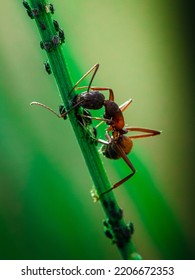 A Macro Shot Of An Ant Eating Bugs Sitting On A Green Stem