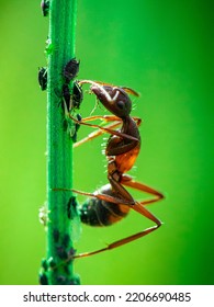 A Macro Shot Of An Ant Eating Bugs Sitting On A Green Stem