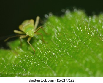 Macro Shot Of Aphid Looking At The Camera On Green Leaf, Taken In The UK
