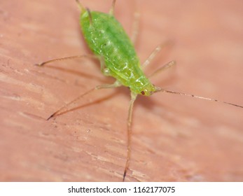 Macro Shot Of Aphid On Gate Post, Taken In The UK.