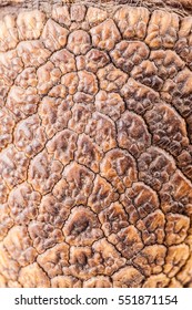 Macro Shot Of The Armoured Skin Of An Armadillo