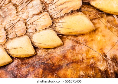 Macro Shot Of The Armoured Skin Of An Armadillo