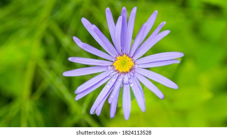 A Macro Shot Of An Aster Frikartii Monch Bloom.