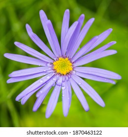 A Macro Shot Of An Aster Frikartii Monch Bloom.