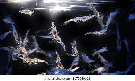 Macro Shot Of Baby Pacific White Shrimp, Post Larvae Of P Vannamei, Swimming In The Tank
