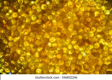 Macro shot of back lit fish eggs or spawn on a glass plate.