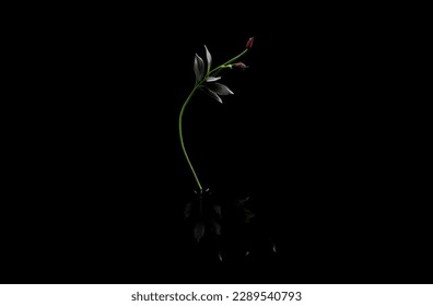 Macro shot of beautiful flower isolated on black background. - Shutterstock ID 2289540793