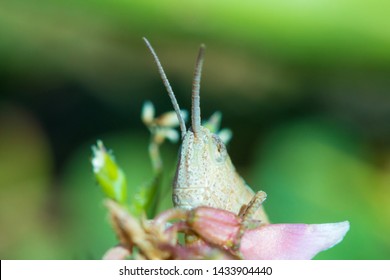 The macro shot of the beautiful grasshoper sitting in the grass in the sunny summer or spring day - Powered by Shutterstock