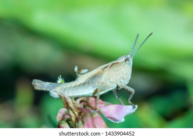 The macro shot of the beautiful grasshoper sitting in the grass in the sunny summer or spring day - Powered by Shutterstock