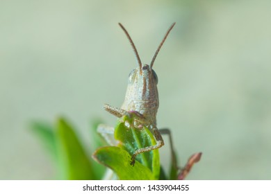 The macro shot of the beautiful grasshoper sitting in the grass in the sunny summer or spring day - Powered by Shutterstock