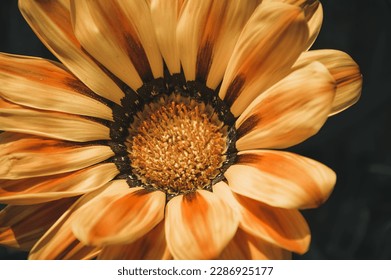 Macro shot of a beautiful orange daisy (Gazania splendens) - Shutterstock ID 2286925177