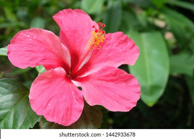 Macro Shot Beautiful Vibrant Hibiscus Flower Stock Photo (Edit Now 