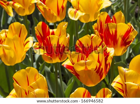 A macro shot of a bed of blooming Olympic Flame tulips in the Brooklyn Botanic Gardens in New York City