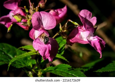 Macro Shot Of A Bee Or Bumblebee: Details That Are Otherwise Hard To See - Focus On The Animal With Blurred Background. Taken During Their Search For Pollen In Summer Sunshine.