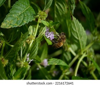 Macro Shot Of A Bee Or Bumblebee: Details That Are Otherwise Hard To See - Focus On The Animal With Blurred Background. Taken During Their Search For Pollen In Summer Sunshine.