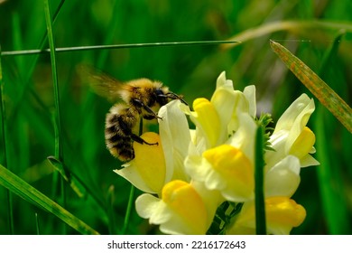 Macro Shot Of A Bee Or Bumblebee: Details That Are Otherwise Hard To See - Focus On The Animal With Blurred Background. Taken During Their Search For Pollen In Summer Sunshine.