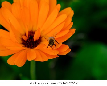 Macro Shot Of A Bee Or Bumblebee: Details That Are Otherwise Hard To See - Focus On The Animal With Blurred Background. Taken During Their Search For Pollen In Summer Sunshine.