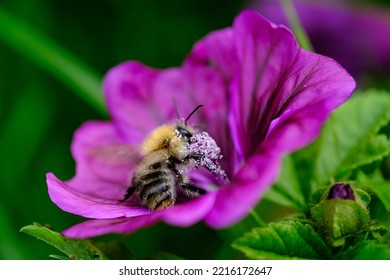 Macro Shot Of A Bee Or Bumblebee: Details That Are Otherwise Hard To See - Focus On The Animal With Blurred Background. Taken During Their Search For Pollen In Summer Sunshine.