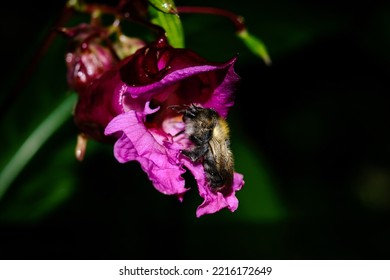 Macro Shot Of A Bee Or Bumblebee: Details That Are Otherwise Hard To See - Focus On The Animal With Blurred Background. Taken During Their Search For Pollen In Summer Sunshine.