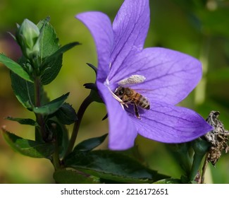 Macro Shot Of A Bee Or Bumblebee: Details That Are Otherwise Hard To See - Focus On The Animal With Blurred Background. Taken During Their Search For Pollen In Summer Sunshine.