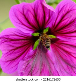 Macro Shot Of A Bee Or Bumblebee: Details That Are Otherwise Hard To See - Focus On The Animal With Blurred Background. Taken During Their Search For Pollen In Summer Sunshine.