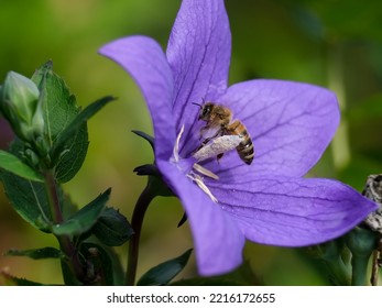 Macro Shot Of A Bee Or Bumblebee: Details That Are Otherwise Hard To See - Focus On The Animal With Blurred Background. Taken During Their Search For Pollen In Summer Sunshine.