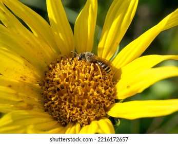 Macro Shot Of A Bee Or Bumblebee: Details That Are Otherwise Hard To See - Focus On The Animal With Blurred Background. Taken During Their Search For Pollen In Summer Sunshine.