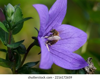 Macro Shot Of A Bee Or Bumblebee: Details That Are Otherwise Hard To See - Focus On The Animal With Blurred Background. Taken During Their Search For Pollen In Summer Sunshine.