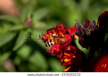 Similar – Foto Bild Biene sammelt Pollen an einer Kleeblüte