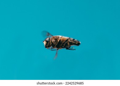 a macro shot of a bee flying - Shutterstock ID 2242529685