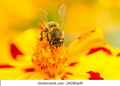 A macro shot of a bee pollinating a marigold (tagetes) flower