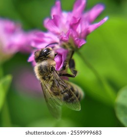 A macro shot of a bee pollinating pink flowers in a garden - Powered by Shutterstock