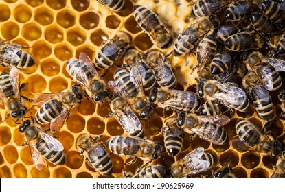 Macro Shot Of Bees Swarming On A Honeycomb