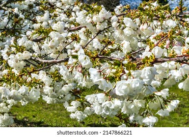 Macro Shot Of Big White Cherry Blossoms In West Seattle, Washington.