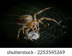 macro shot Black cross spider Araneus diadematus commonly known as European garden spider in the wild caught a wasp in its web and has cocooned it before taking the insect away and eating it