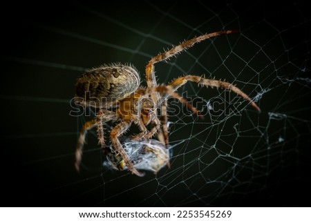 macro shot Black cross spider Araneus diadematus commonly known as European garden spider in the wild caught a wasp in its web and has cocooned it before taking the insect away and eating it