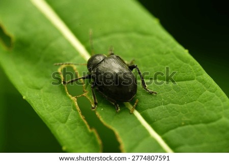 Macro shot of a black leaf beetle (Chrysomelidae) resting on a vibrant green leaf showing signs of insect damage