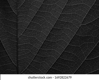 macro shot of black leaves texture