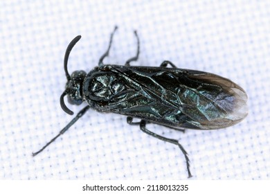 Macro Shot Black Soldier Fly (Arge Berberidis) Lured To The Light On The Fabric. The Larvae Are Pests Of Various Plants.