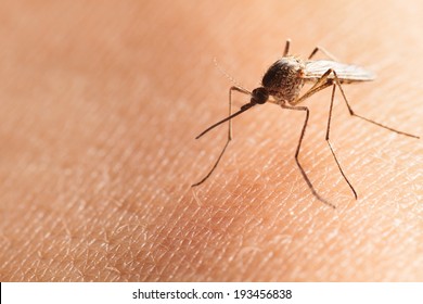 Macro Shot Of Bloodsucker Northern House Mosquito (Culex Pipiens) Sitting On Human Skin 