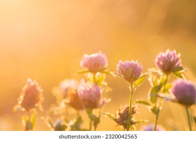 Macro shot of blooming clover against rising sun. Tender clever flowers in dew lit by morning sunlight