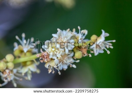 macro shot of blooming Dimocarpus longan fruit plant.