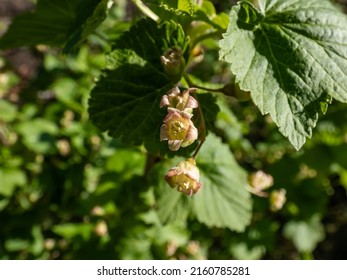 Macro Shot Of Blooming Yellow-green Flowers Of The Blackcurrant (Ribes Nigrum) On A Branch Of A Blackcurrant Plant In Spring. Growing Fruits In Backyard Garden