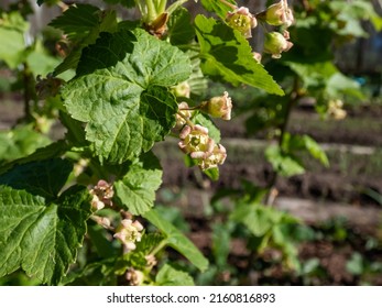 Macro Shot Of Blooming Yellow-green Flowers Of The Blackcurrant (Ribes Nigrum) On A Branch Of A Blackcurrant Plant In Spring. Growing Fruits In Backyard Garden