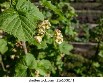 Macro Shot Of Blooming Yellow-green Flowers Of The Blackcurrant (Ribes Nigrum) On A Branch Of A Blackcurrant Plant In Spring. Growing Fruits In Backyard Garden